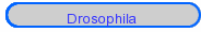Drosophila